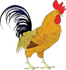 Kuku